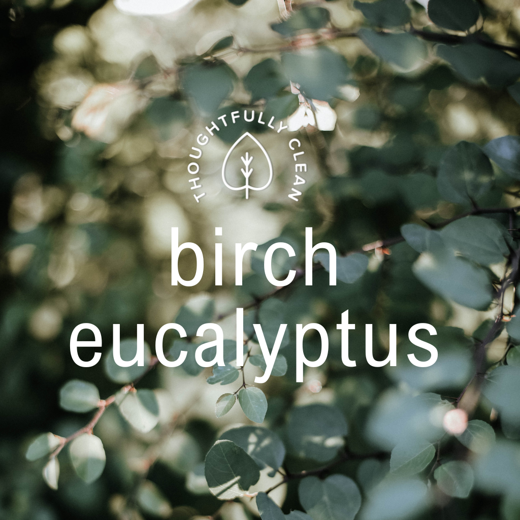 birch eucalyptus candle