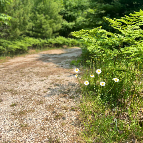 Whippoorwill, Turkey, Loon, and Coyote Songs